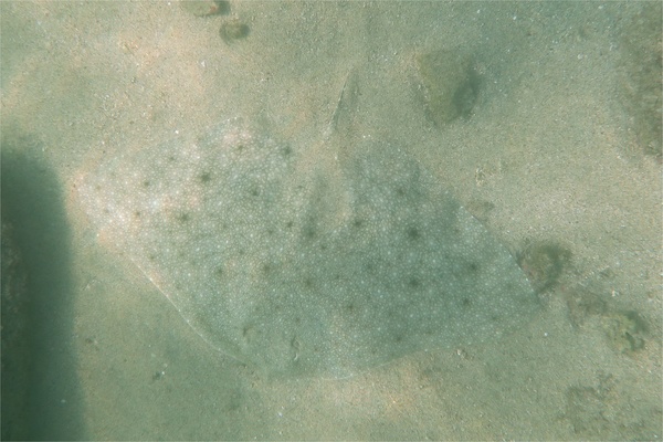 Rays - California Butterfly Ray