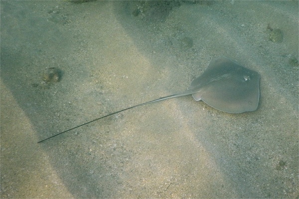 Stingrays - Longtail Stingray