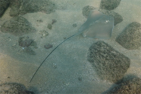 Stingrays - Longtail Stingray