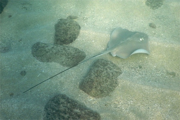 Stingrays - Longtail Stingray