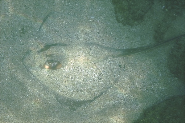 Stingrays - Longtail Stingray