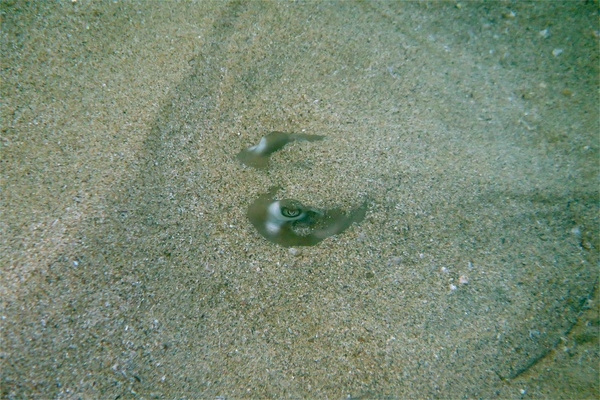 Stingrays - Longtail Stingray Stingrays - Longtail Stingray