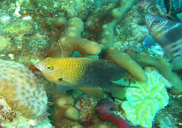 Damselfish - Threespot Damselfish