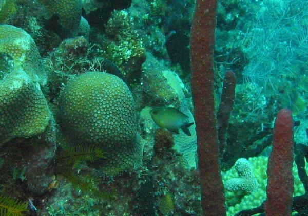 Damselfish - Bicolor Damselfish