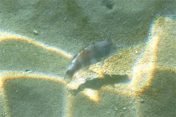 Wrasse - Peacock Razorfish Wrasse - Peacock Razorfish