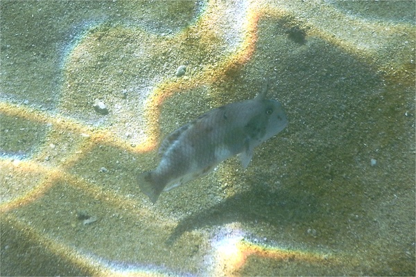 Wrasse - Peacock Razorfish