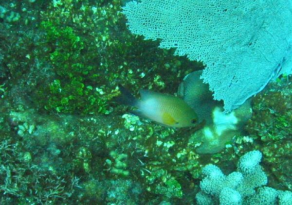 Damselfish - Bicolor Damselfish