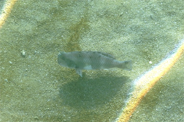 Wrasse - Peacock Razorfish