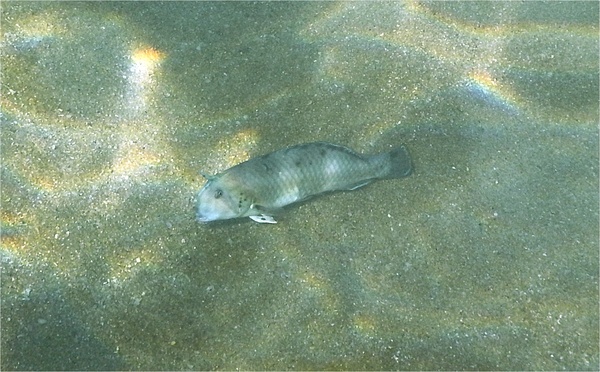 Wrasse - Peacock Razorfish