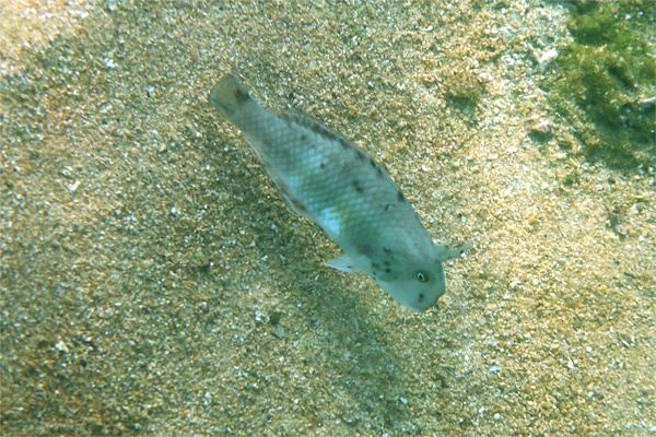 Wrasse - Peacock Razorfish