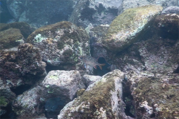 Squirrelfish - Tinsel Squirrelfish