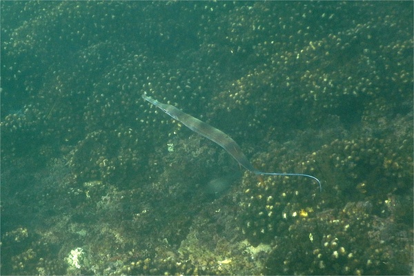Pipefish - Bluespotted Cornetfish Pipefish - Bluespotted Cornetfish