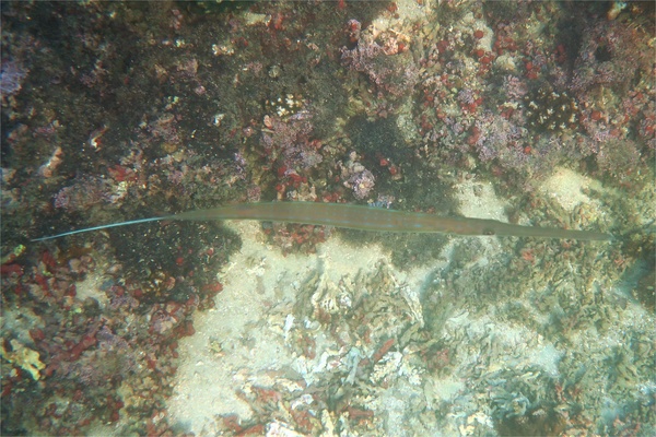 Pipefish - Bluespotted Cornetfish Pipefish - Bluespotted Cornetfish