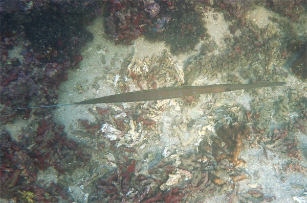 Pipefish - Bluespotted Cornetfish Pipefish - Bluespotted Cornetfish