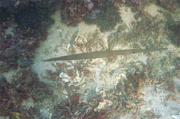 Pipefish - Bluespotted Cornetfish