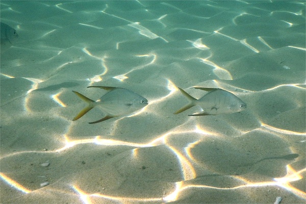 Jacks - Gafftopsail Pompano