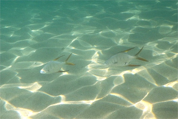 Jacks - Gafftopsail Pompano