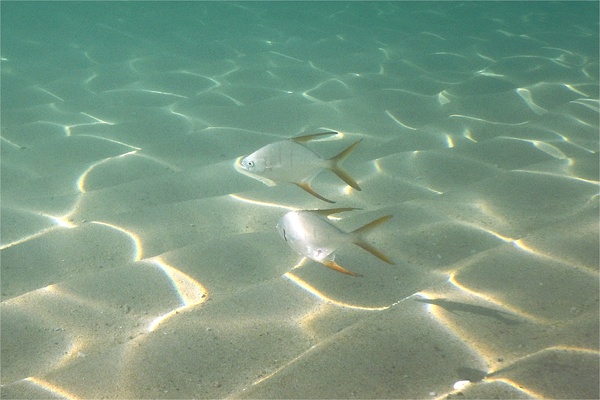 Jacks - Gafftopsail Pompano Jacks - Gafftopsail Pompano