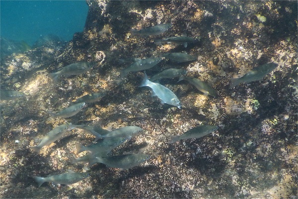 Mullets - White Mullet