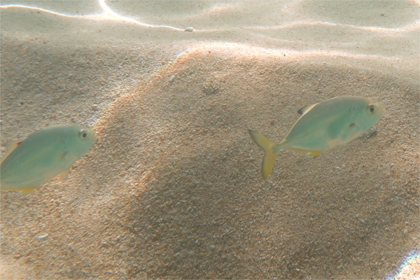 Jacks - Bigeye Trevally Jacks - Bigeye Trevally