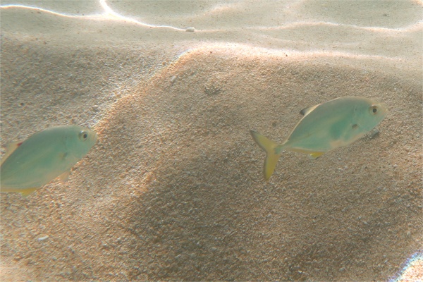 Jacks - Bigeye Trevally