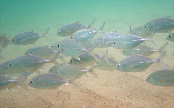 Jacks - Bigeye Trevally Jacks - Bigeye Trevally