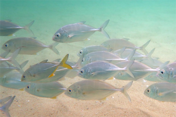 Jacks - Bigeye Trevally Jacks - Bigeye Trevally