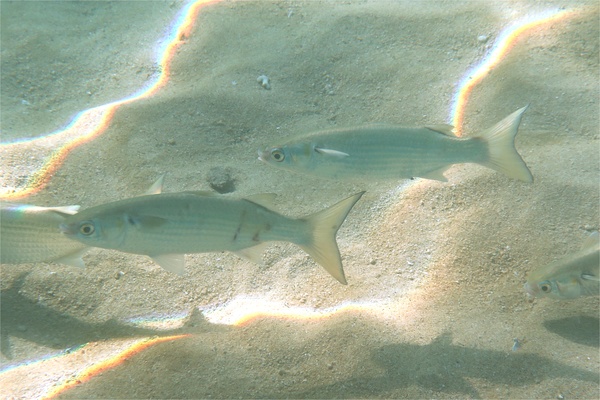 Mullets - White Mullet Mullets - White Mullet