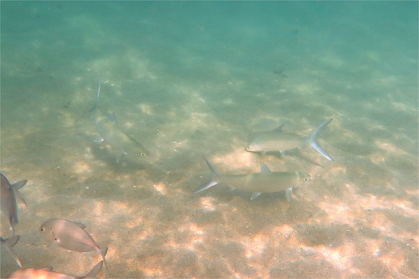 Milkfishes - Milkfish