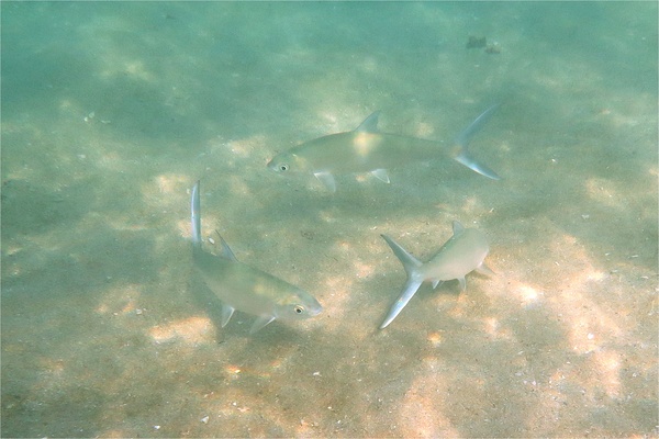 Milkfishes - Milkfish