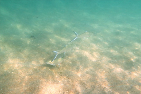 Milkfishes - Milkfish Milkfishes - Milkfish