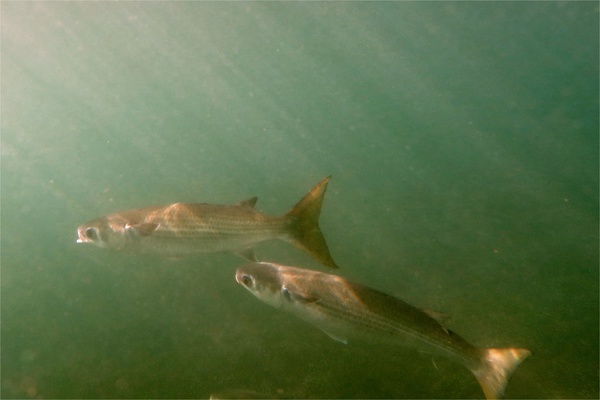 Mullets - Striped Mullet