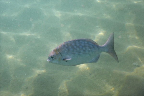 Chubs - Cortez Sea Chub Chubs - Cortez Sea Chub