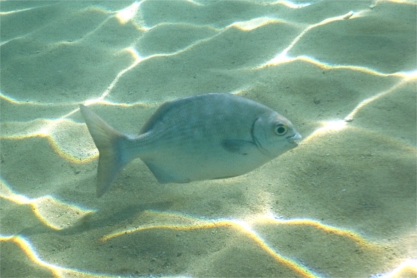 Chubs - Cortez Sea Chub