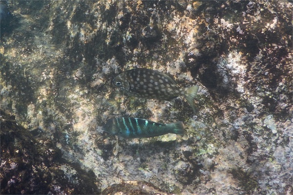 Chubs - Cortez Sea Chub