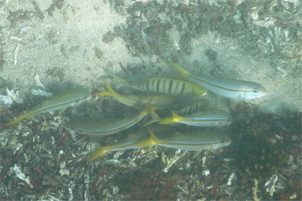 Jacks - Golden Trevally Jacks - Golden Trevally