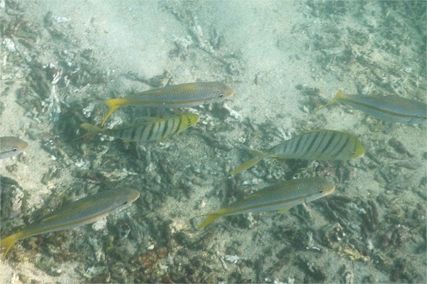 Jacks - Golden Trevally Jacks - Golden Trevally