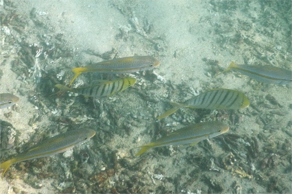 Jacks - Golden Trevally