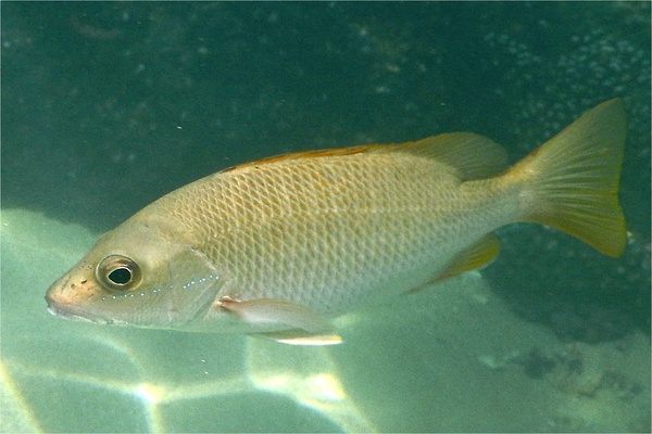 Snappers - Amarillo Snapper