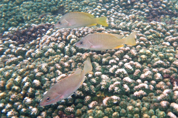 Snappers - Amarillo Snapper