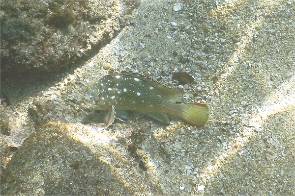 Groupers - Flag Cabrilla Groupers - Flag Cabrilla