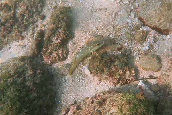 Groupers - Flag Cabrilla Groupers - Flag Cabrilla