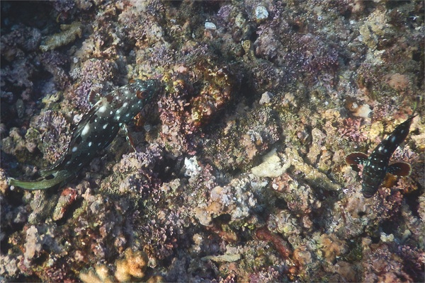 Groupers - Flag Cabrilla Groupers - Flag Cabrilla