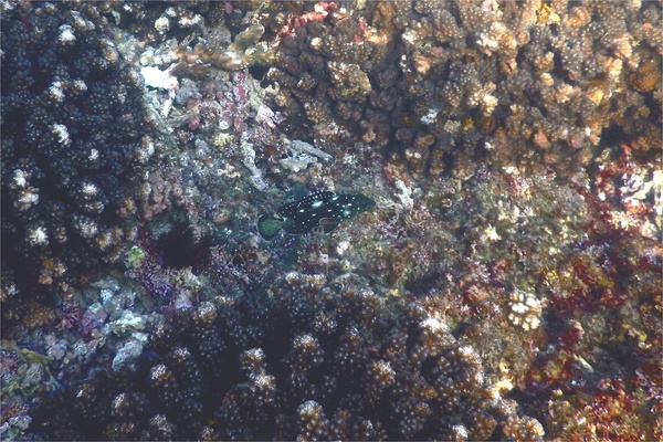 Groupers - Flag Cabrilla Groupers - Flag Cabrilla