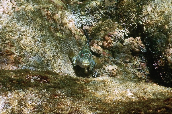 Hawkfish - Giant Hawkfish