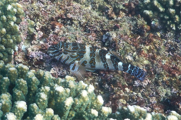 Hawkfish - Giant Hawkfish