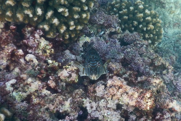 Hawkfish - Giant Hawkfish