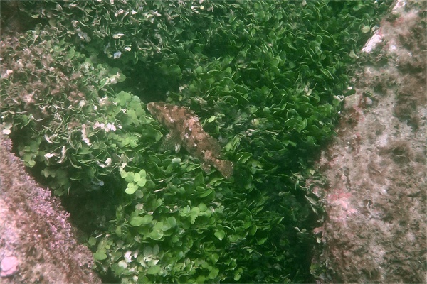Groupers - Panama Graysby Groupers - Panama Graysby