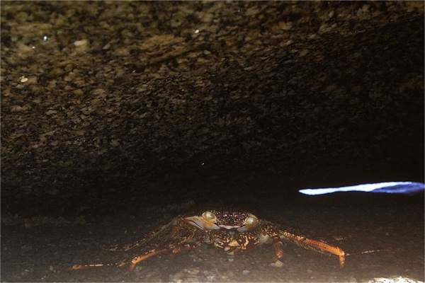 Crabs - Red Rock Crab