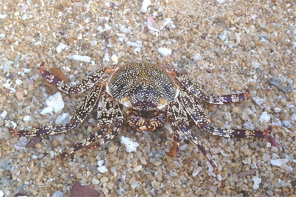 Crabs - Red Rock Crab